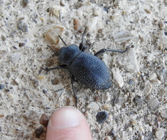 Cryptoglossa infausta