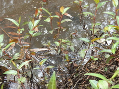 Persicaria dichotoma