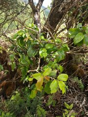 Antidesma platyphyllum