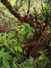 Antidesma platyphyllum