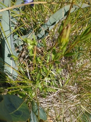 Gentiana setigera
