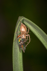 Oxyopes elegans