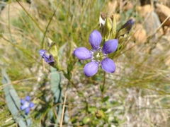 Gentiana setigera