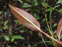 Persicaria dichotoma