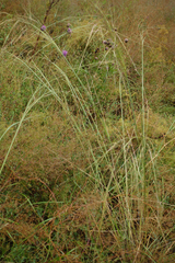 Stipa capillata