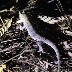 Hemidactylus bowringii