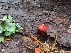 Cortinarius sanguineus