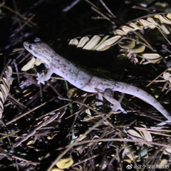 Hemidactylus bowringii