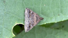 Adrapsa ablualis