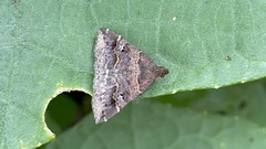 Adrapsa ablualis