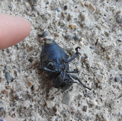 Cryptoglossa infausta
