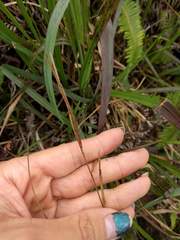 Paspalum scrobiculatum