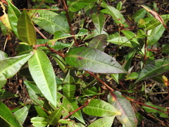 Persicaria dichotoma