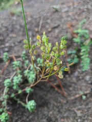 Odontarrhena tortuosa