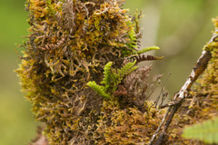 Adenophorus tamariscinus