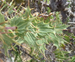 Berkheya cruciata cruciata