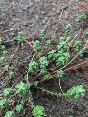 Odontarrhena tortuosa