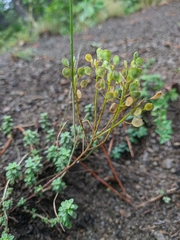 Odontarrhena tortuosa