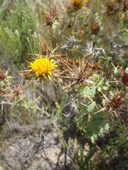 Berkheya cruciata cruciata