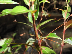 Persicaria dichotoma