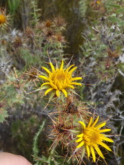 Berkheya cruciata cruciata
