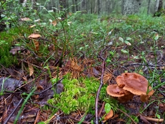 Cortinarius rubellus