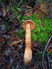 Cortinarius rubellus