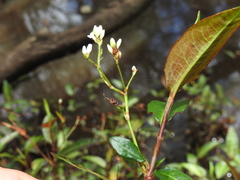 Persicaria dichotoma