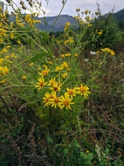 Jacobaea grandidentata