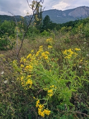 Jacobaea grandidentata