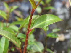 Persicaria dichotoma