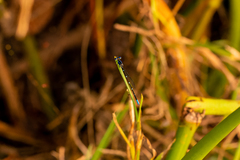 Argia sedula