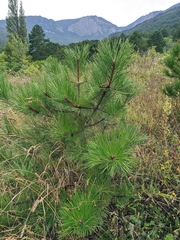 Pinus nigra pallasiana