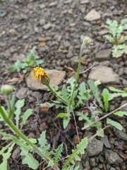 Crepis foetida