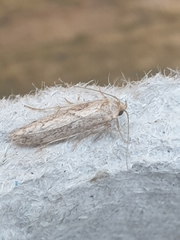 Blastobasis lacticolella