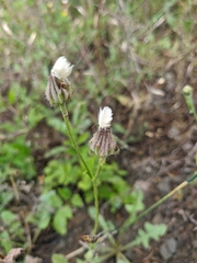 Crepis foetida