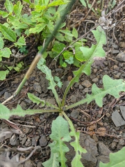 Crepis foetida
