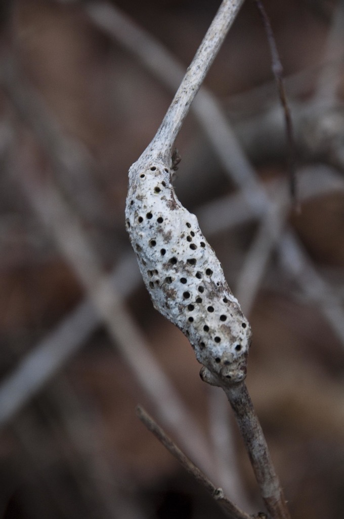 Diastrophus rubi
