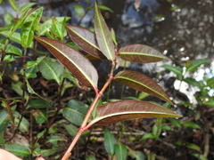 Persicaria dichotoma