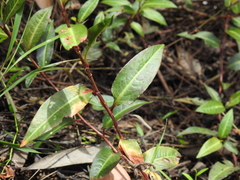 Persicaria dichotoma