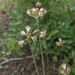 Allium rupestre - Photo (c) Богданович Светлана, algunos derechos reservados (CC BY-NC), subido por Богданович Светлана