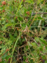 Galium tenuissimum