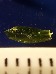 Rosulabryum subtomentosum