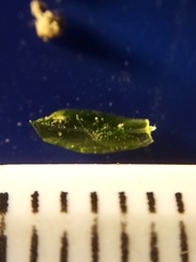 Rosulabryum subtomentosum