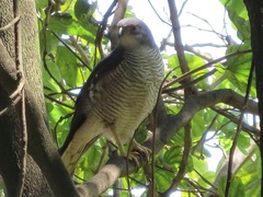 Accipiter minullus