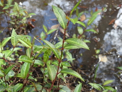 Persicaria dichotoma