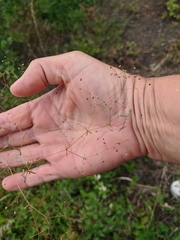 Galium tenuissimum