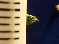 Rosulabryum subtomentosum