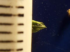 Rosulabryum subtomentosum