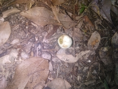 Syzygium hemilamprum